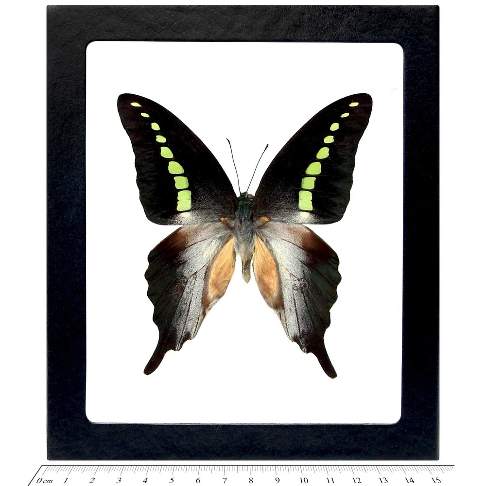 Graphium codrus REAL FRAMED BUTTERFLY JELLY BEAN INDONESIA