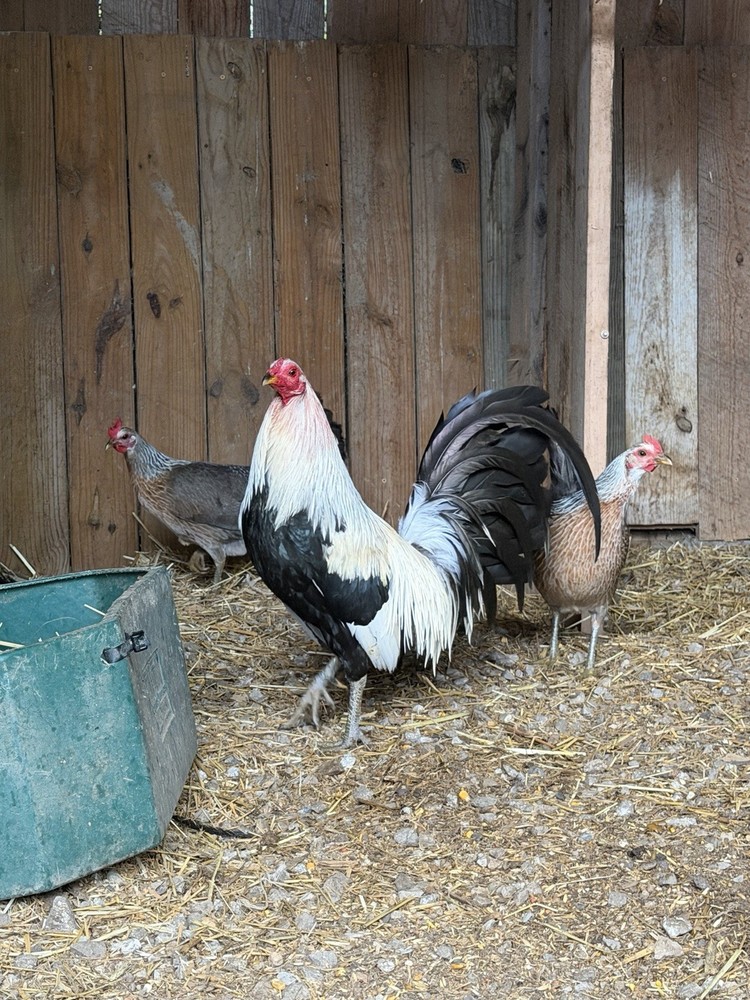 Bennett Grey Fowl 6++