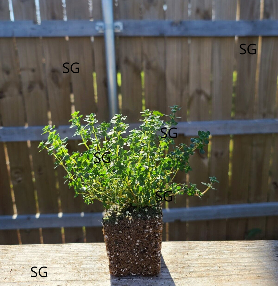 Lemon Thyme Live Plant Heirloom  Please read descriptions
