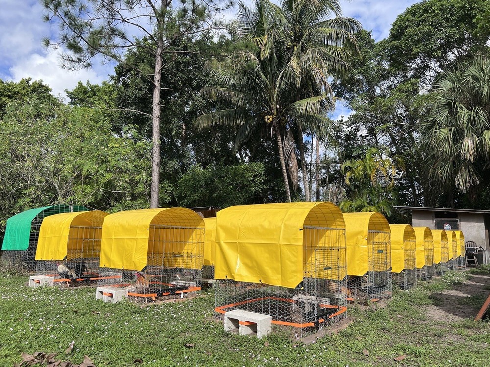 6 Plus Hatching Eggs