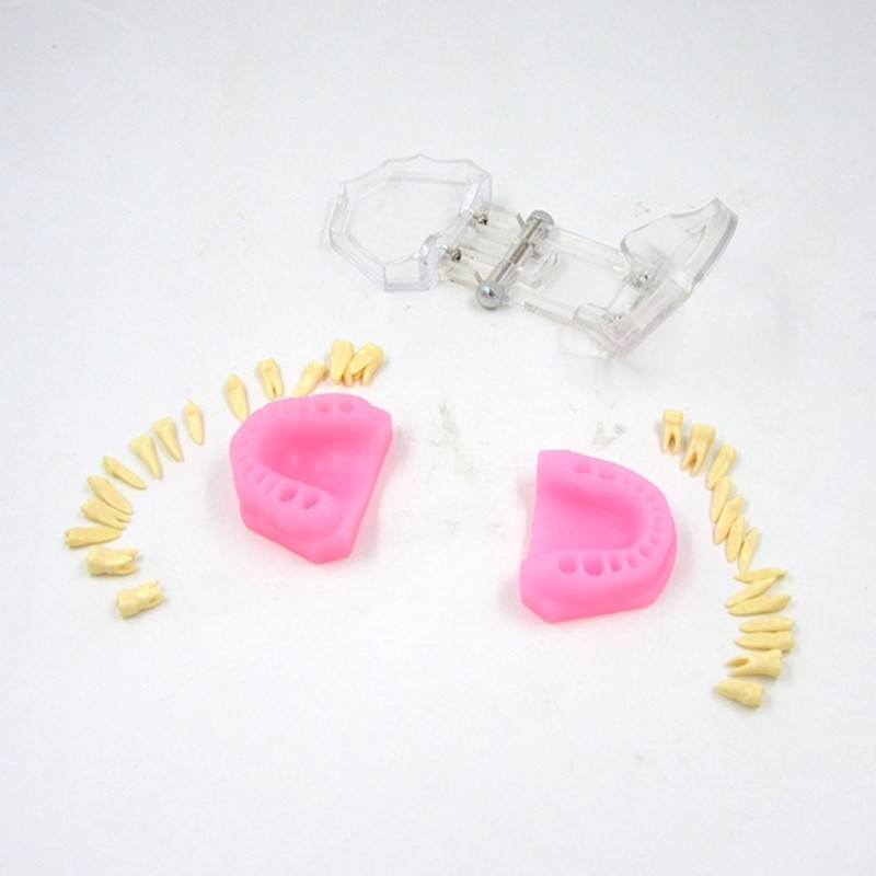 Typodont Teeth Model Typodont Study Model Detachable Teeth Model Teaching Tool