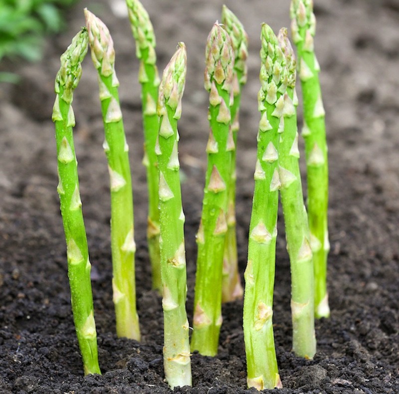 20 Jersey Giant Asparagus Roots - Asparagus officinalis - Bare Root
