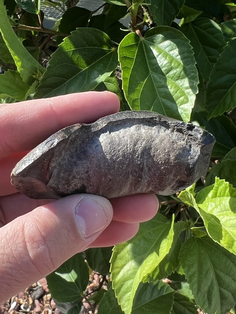 Fossil Whale Earbone