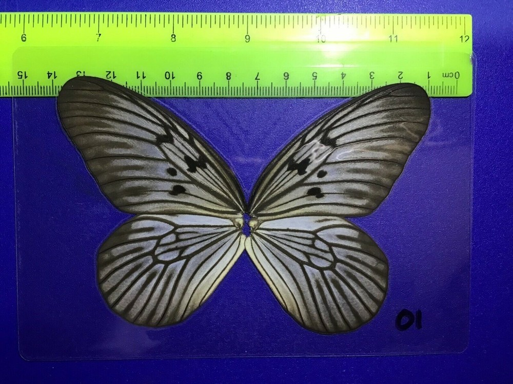 IND 01 A+/ A  DANAIDAE IDEA IDEA   Papilio