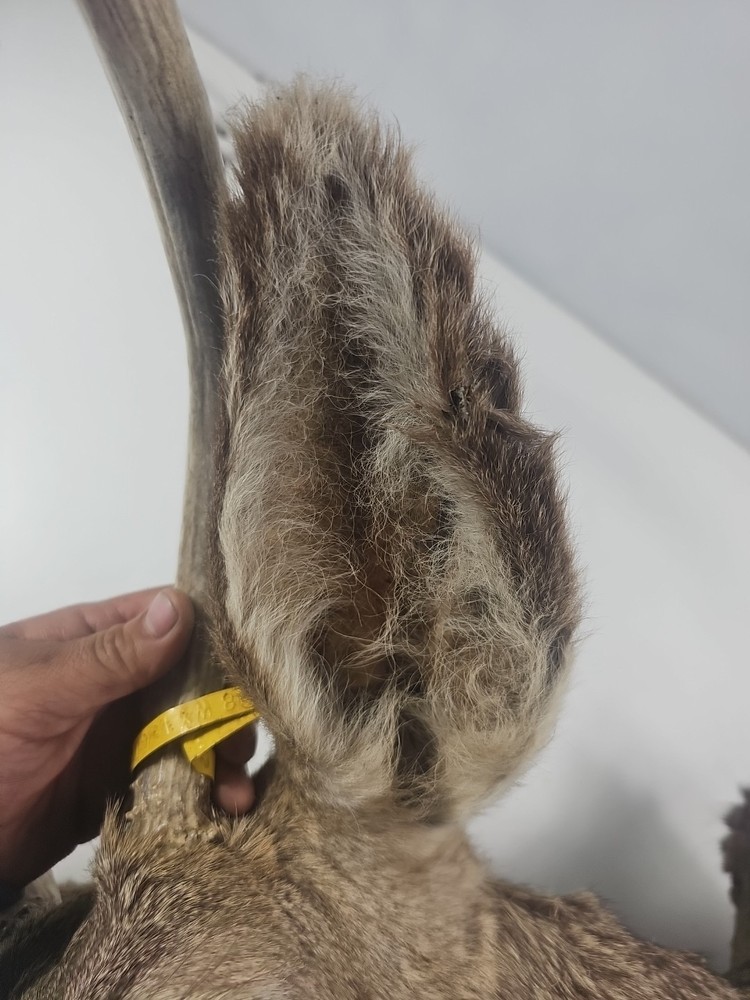 Authentic White-Tailed Deer Head Wall Mount Taxidermy
