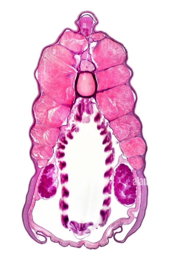 ABGIL Lower Chordata Microscopic Slides.