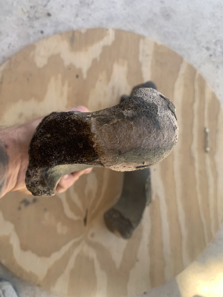 Fossilized Bison Bones