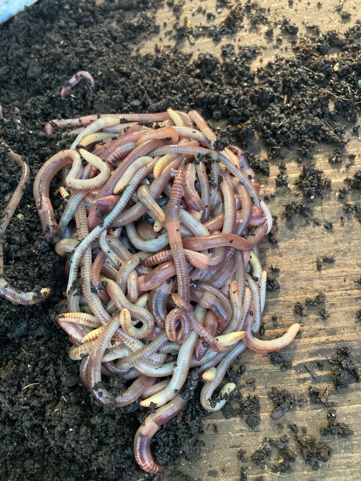 1/2 Lb European Nightcrawlers Medium worms