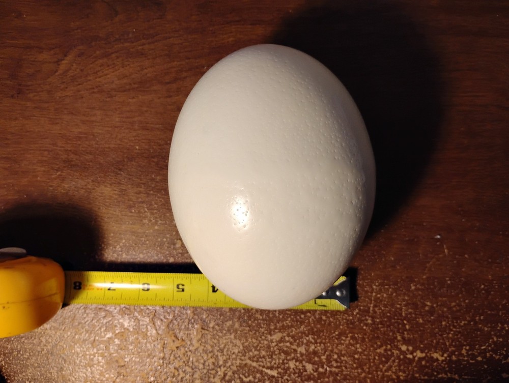 Empty ostrich egg drained