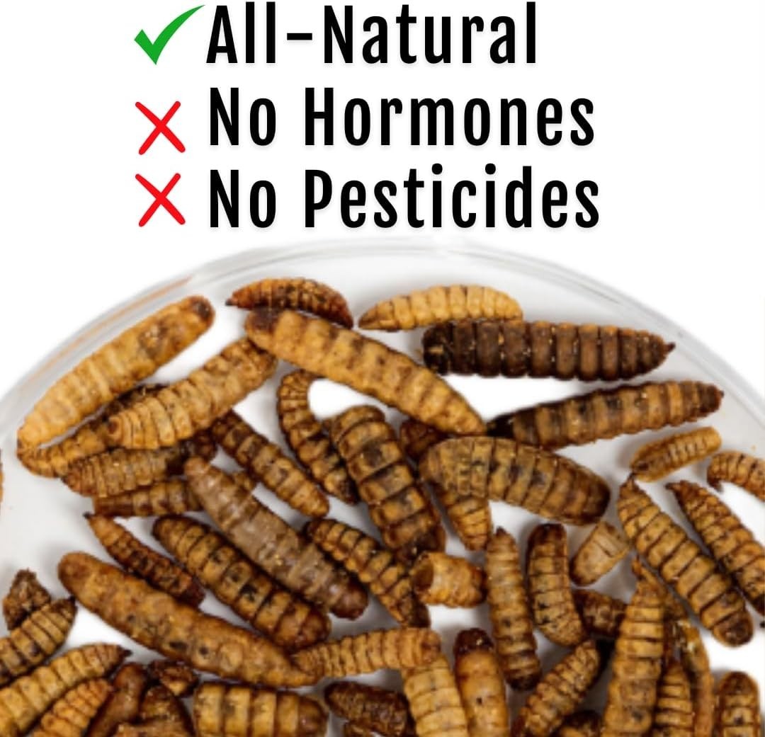 Buff Clucks Grub Fuel Black Soldier Fly Larvae for Chickens - Nutrient-Packed