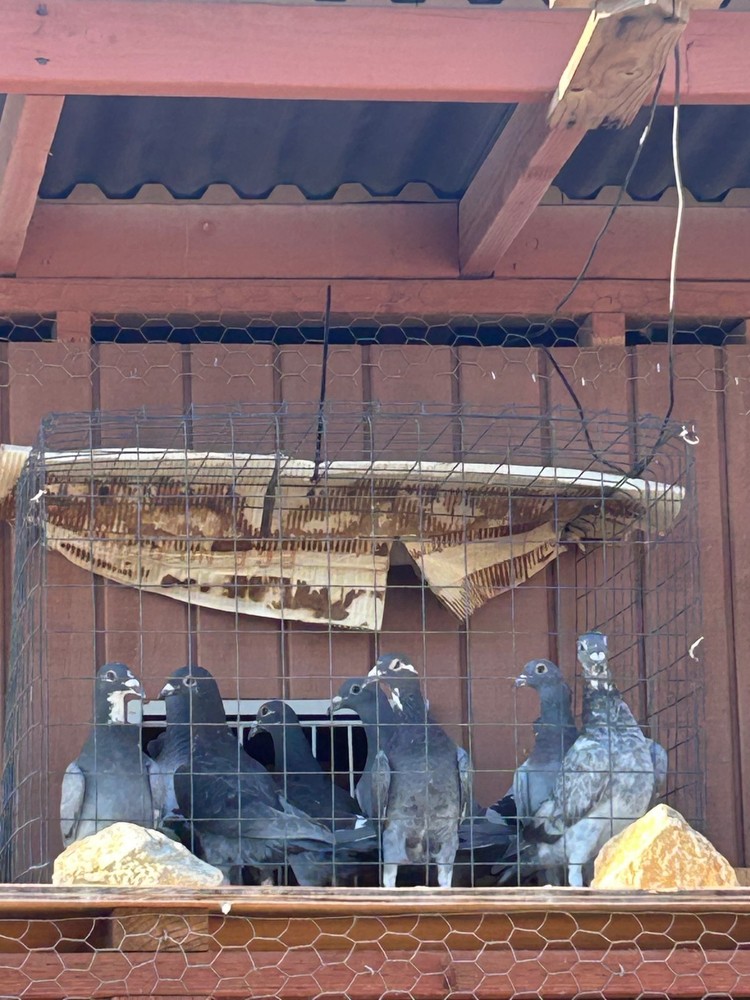 4 Hatching Eggs - Racing Pigeons Fertile