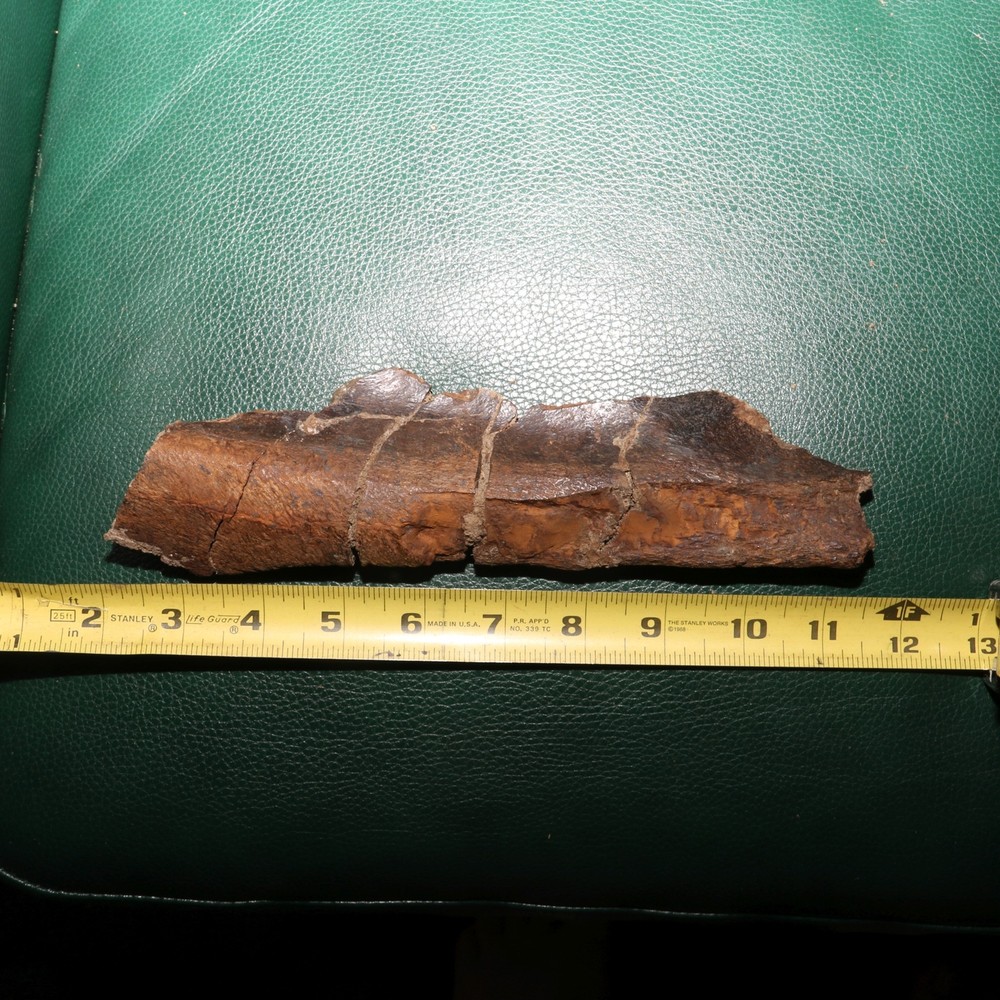 Nice Dinosaur Rib Section - Authentic - from the Hell Creek Formation Specimen