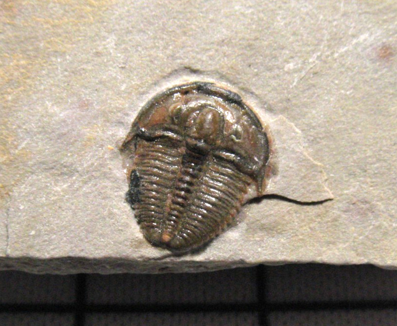 Cambrian Elrathia kingi trilobite fossil Wheeler Shale a little gem #G1