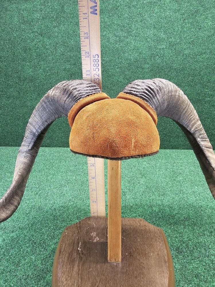Rams Horn Taxidermy Mount