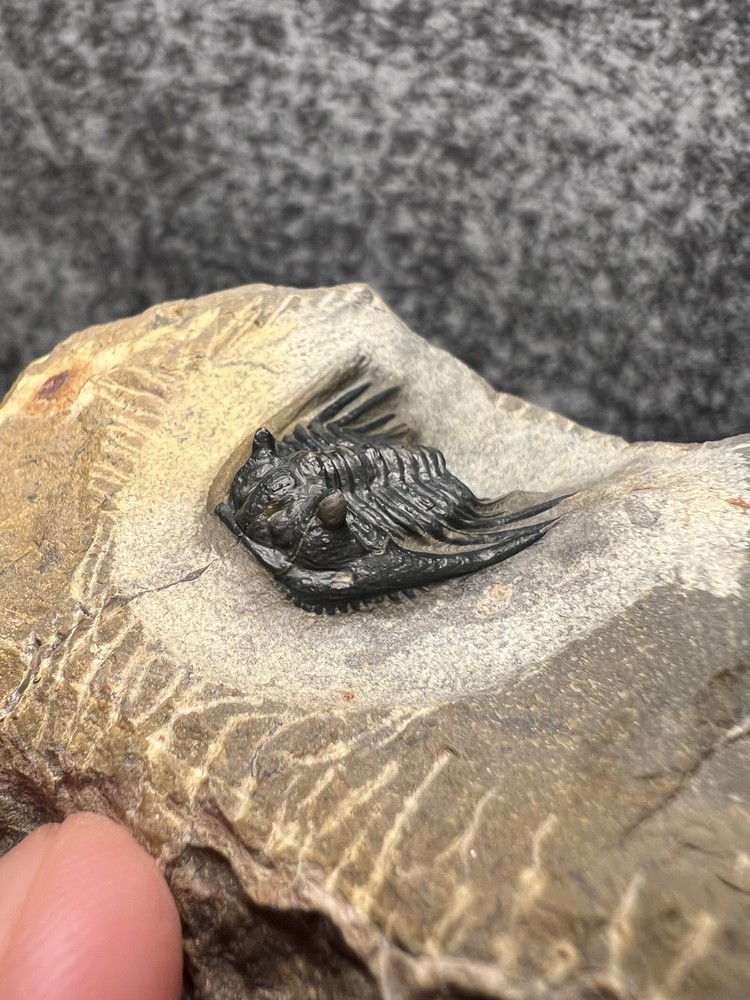 Leonaspis sp. Trilobite Fossil – Nice Example on Natural Matrix