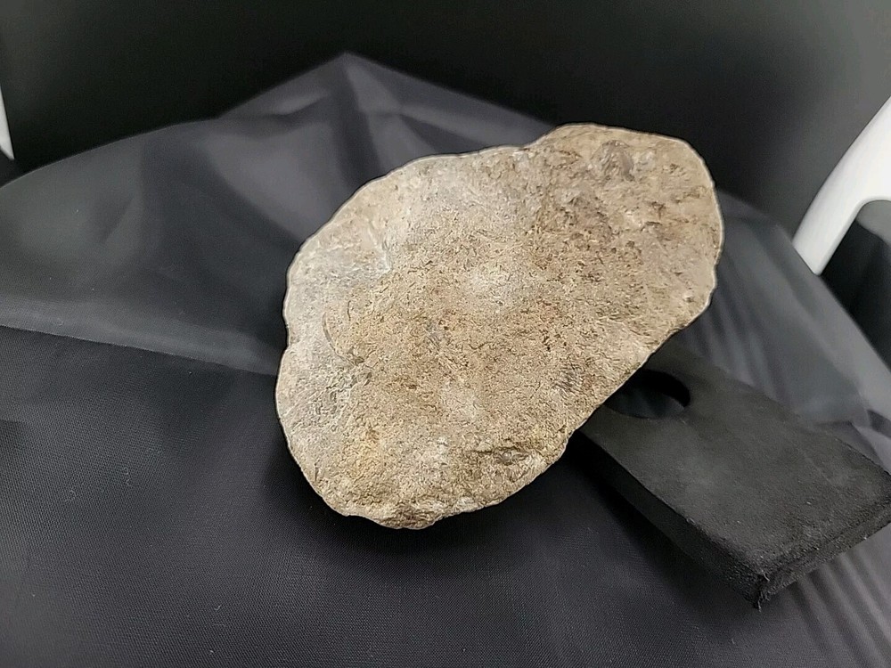 fossilized clam shell