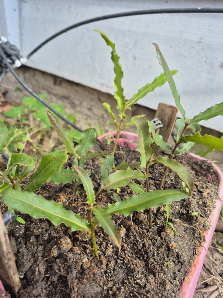 2 Macadamia Nut Tree Seedlings “Macadamia Integrifolia”