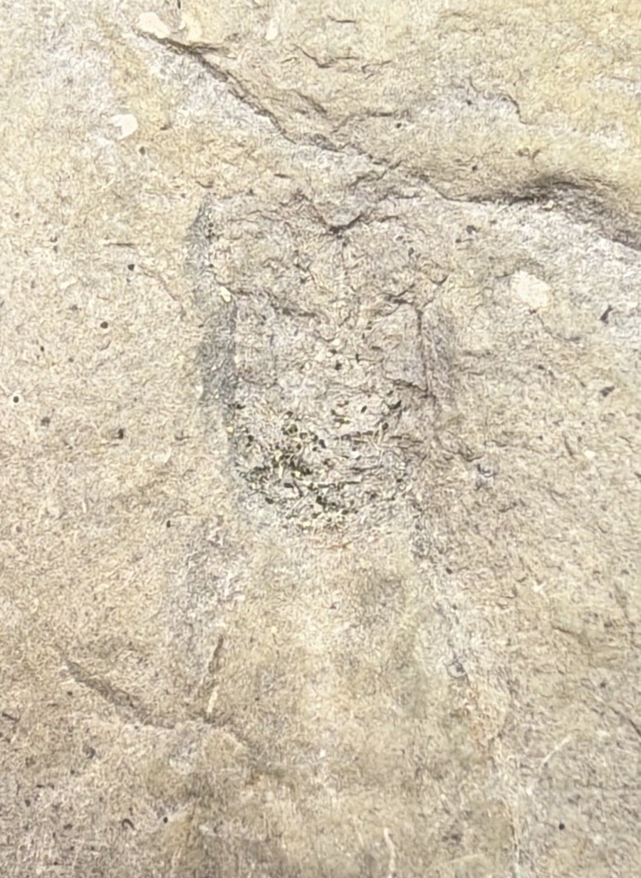 Large 31-lb Paleozoic Fossil Concretion w/Trilobite, Brachiopods, Gastropod poop