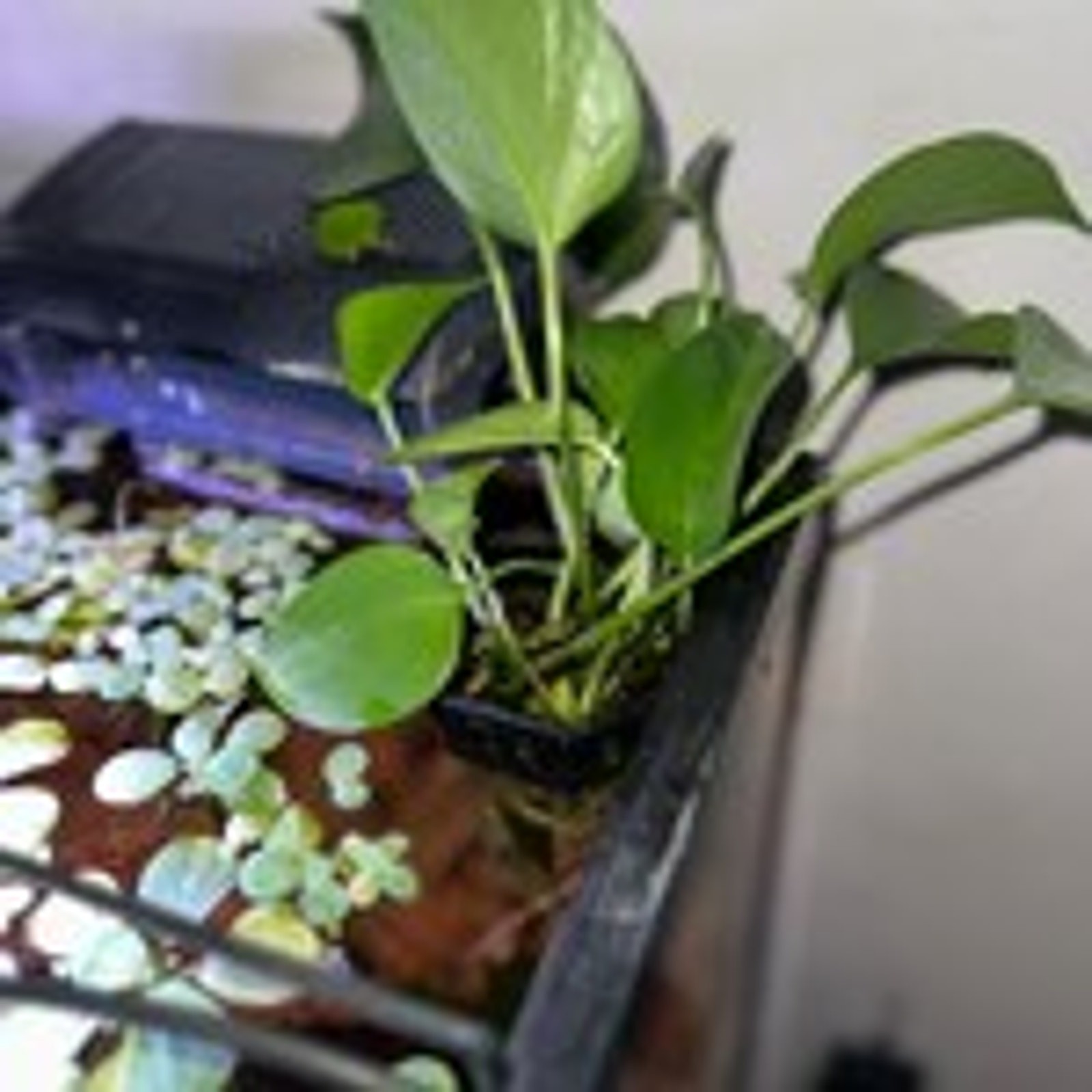 Aquarium Plant Holder with Stem Trellis for Live Plants | Over-The-Rim Planter