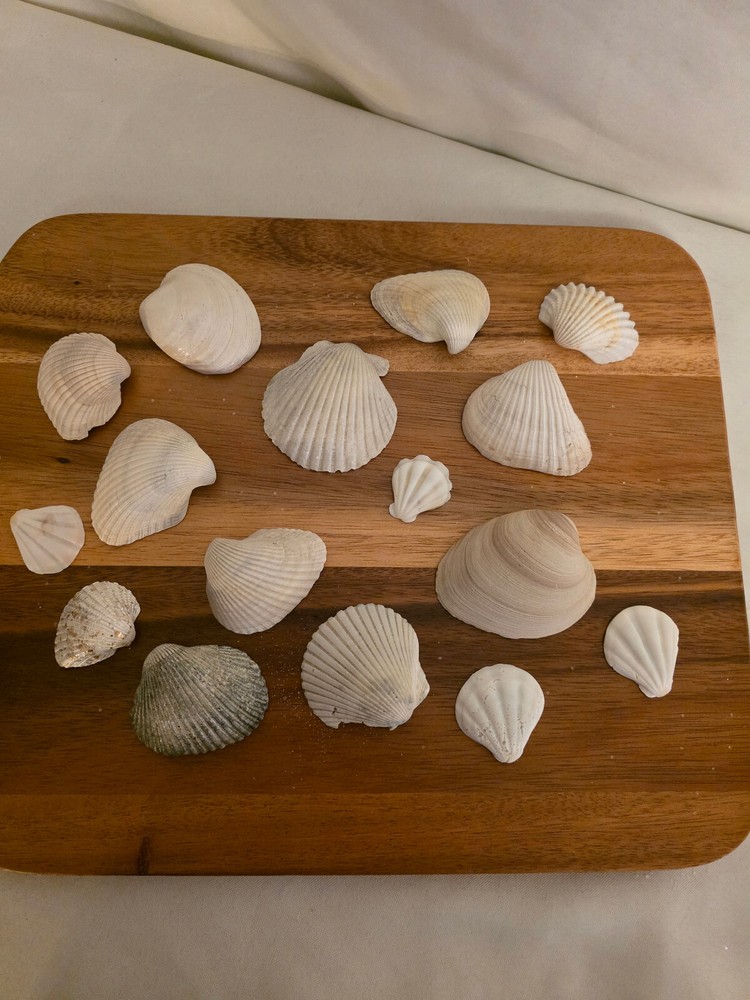 Ocean Seashell Lot - Estate Find