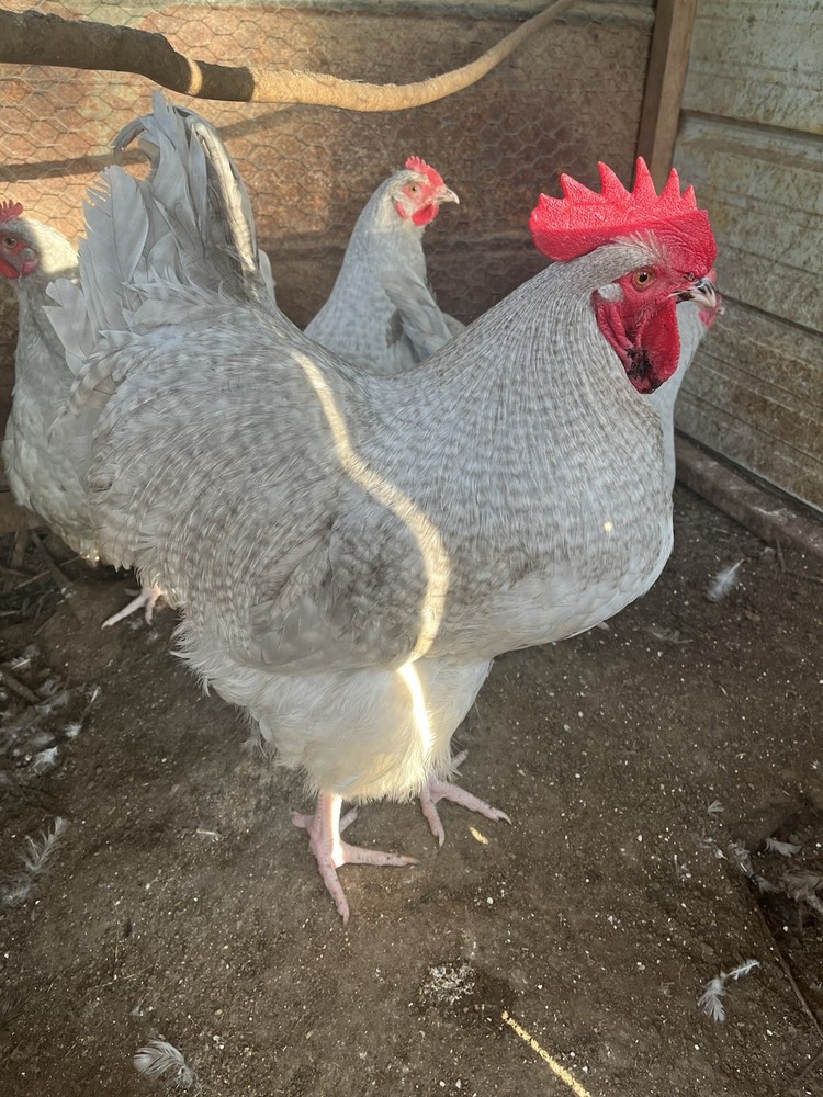 Lavender Cuckoo Orpington Chicken Hatching Eggs 11 + pack