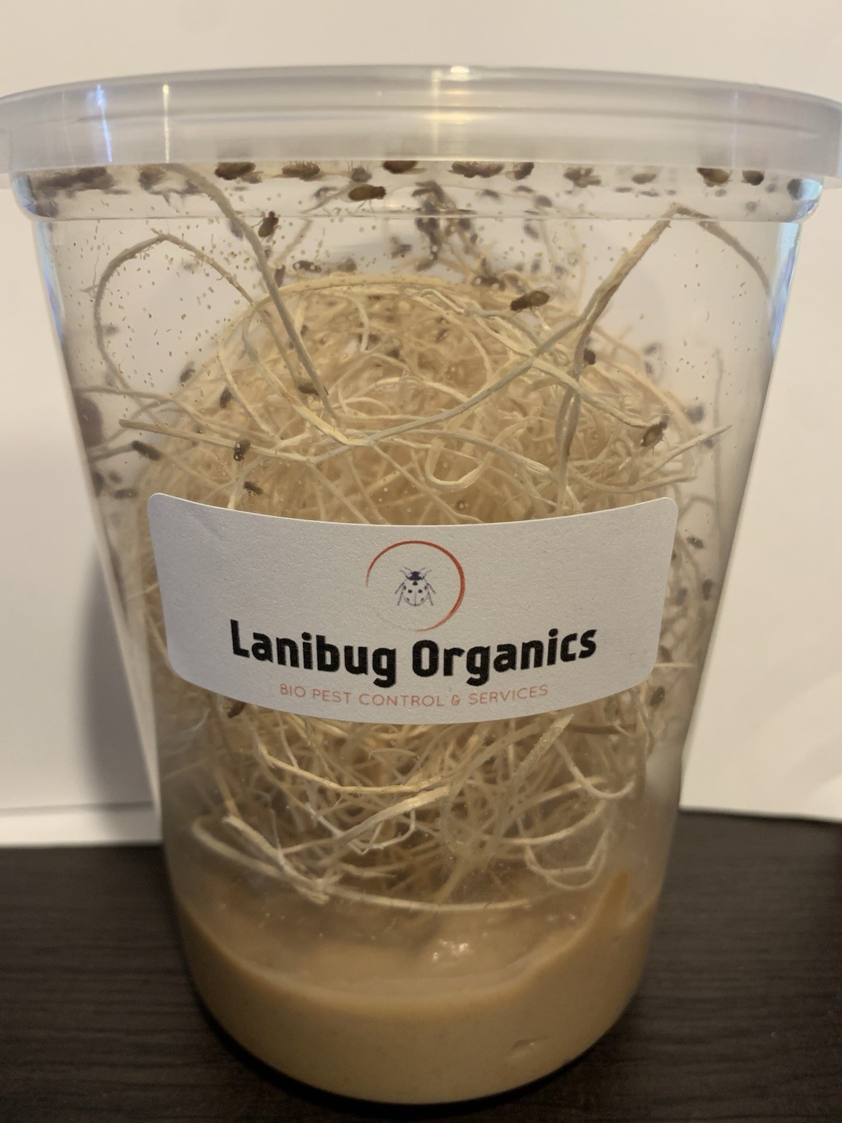 Flightless Fruit Fly Culture (Drosophila Golden Hydei)