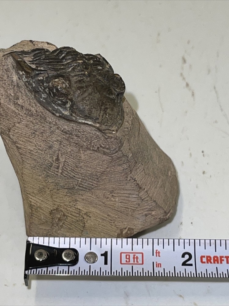 2.5 in) Trilobite