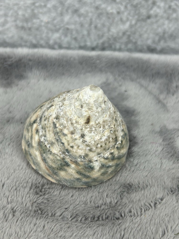 Indo Pacific Large Top Shell Trochus Niloticus 2.25"