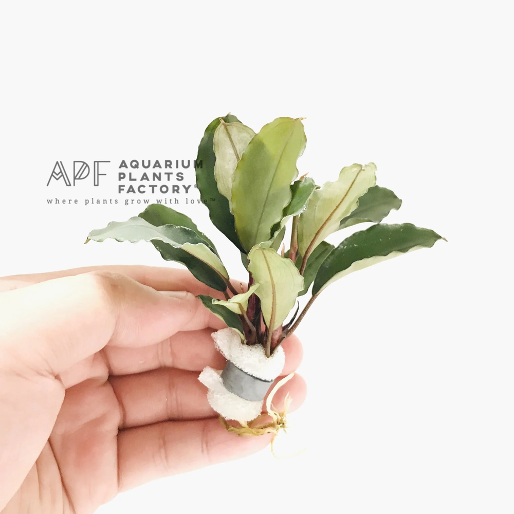 Bucephalandra Aragon | Buce Aquarium Plants Factory®
