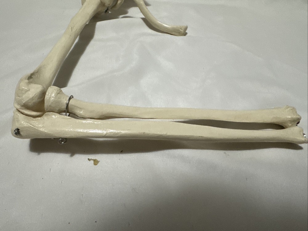 Upper limb bone scapula arm bone clavicle upper arm bone human skeleton model