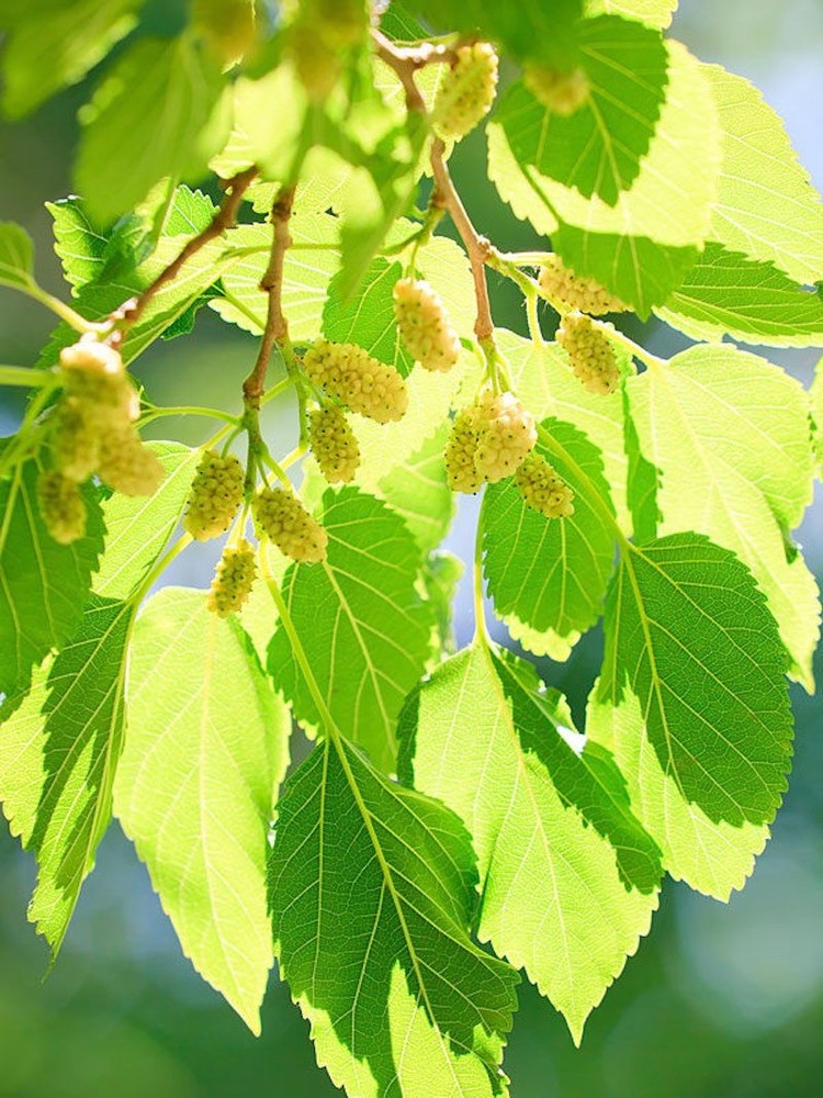 1 White Mulberry Tree- Morus alba - 12-24" Tall