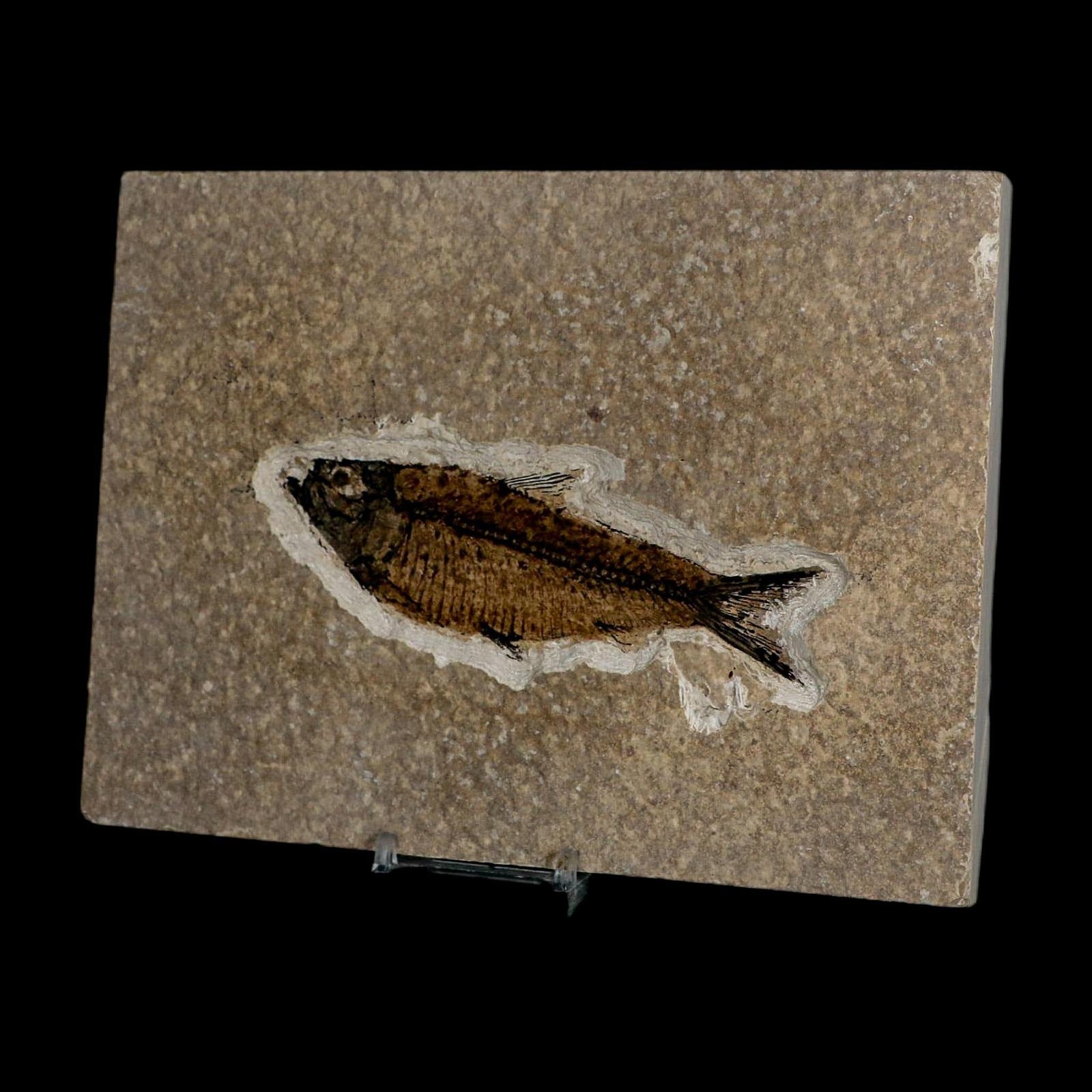 XL 4.7" Knightia Eocaena Fossil Fish Green River FM WY Eocene Age COA & Stand
