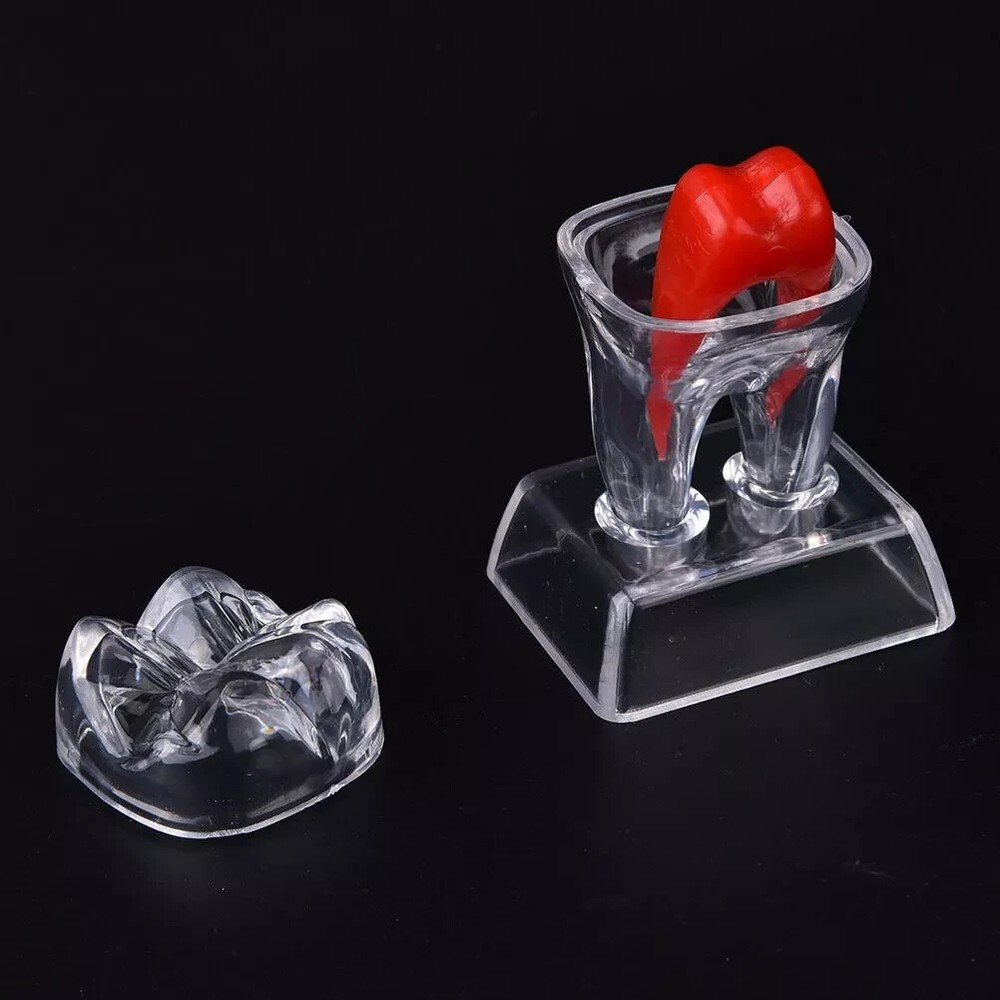 Dental Lab Crystal Base Hard Plastic Teeth Tooth Molar Model Separable For Study