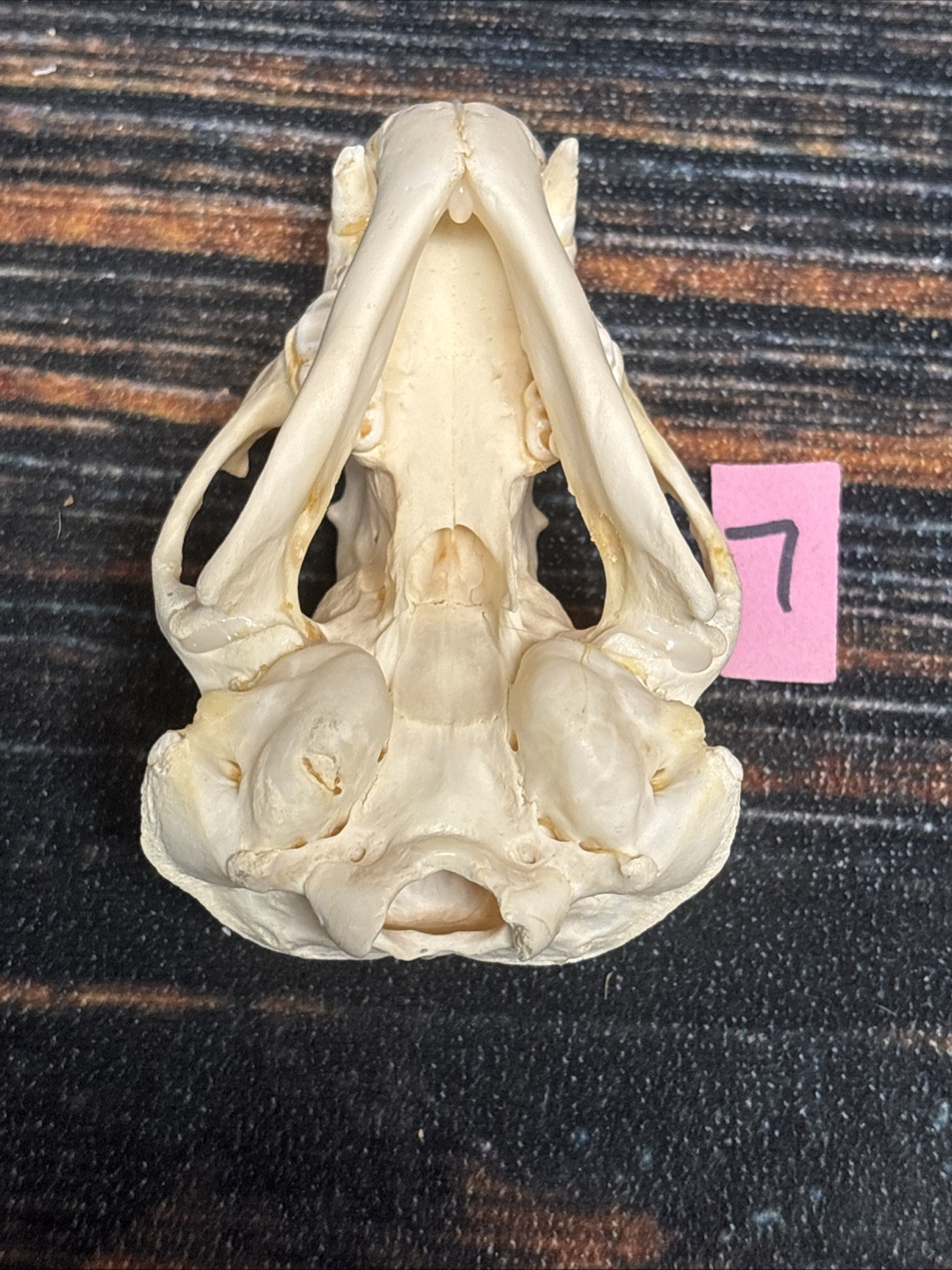 Real XL Badger Skull Unique Gift Halloween Craft Animal Mount Art Model Head Odd