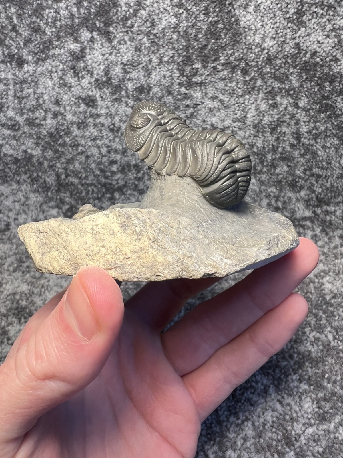 Moroccops sp. Trilobite Fossil – Attractive Collector Specimen