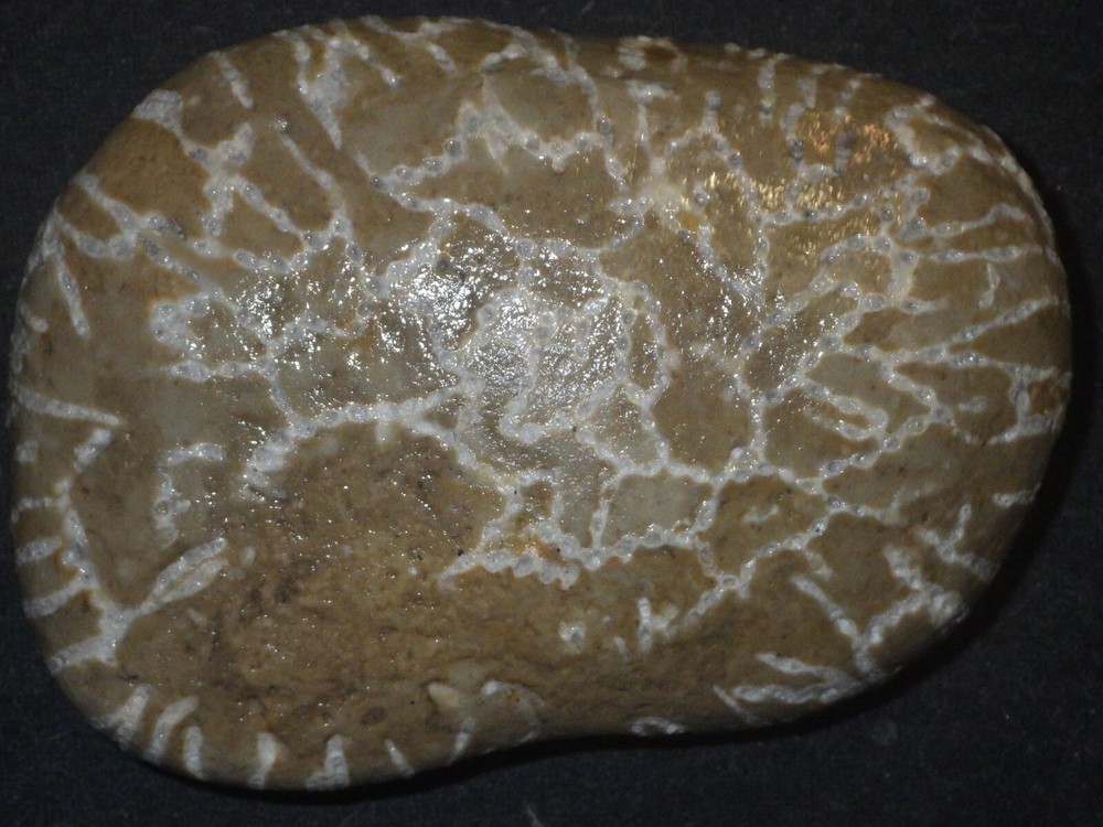 Chain Coral Halysites