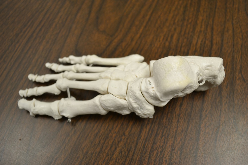 Full Disarticulated Human Skeleton - Life size
