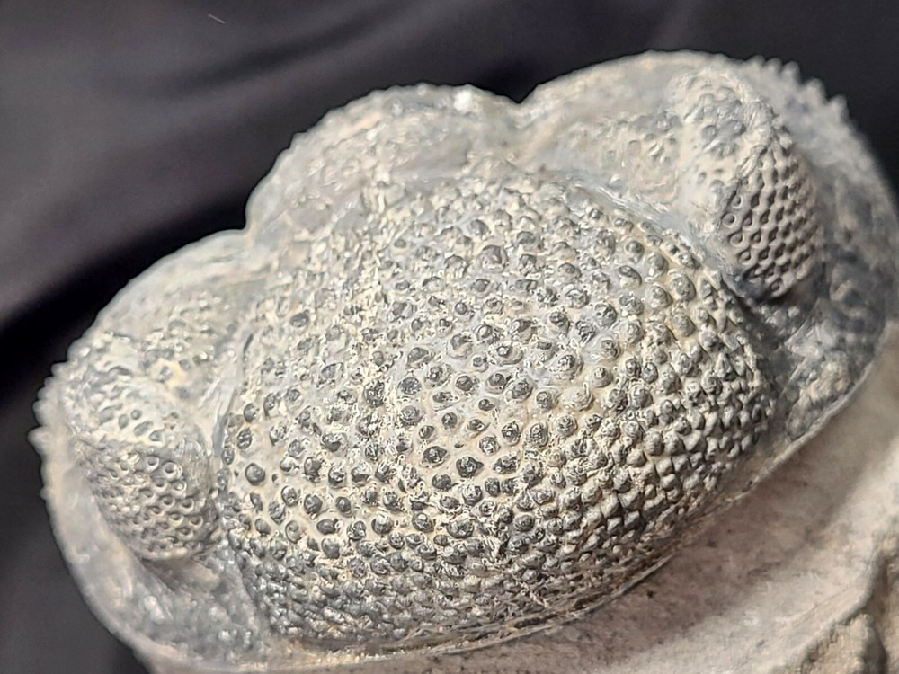 Massive 6" Drotops megalomanicus Trilobite from the Devonian Morocco