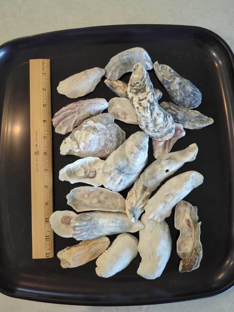 Quart size bag of Oyster shells
