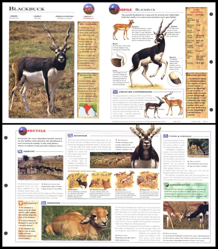 Fold-Out Sheet - Blackbuck - 246