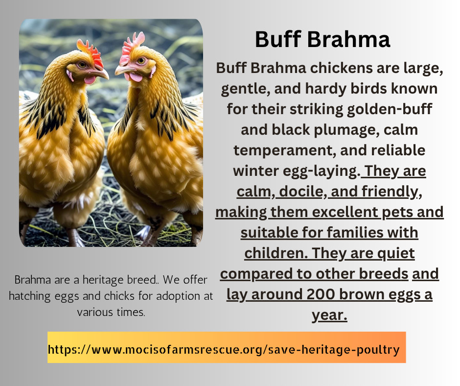 Hatching Eggs Buff Brahma 5+