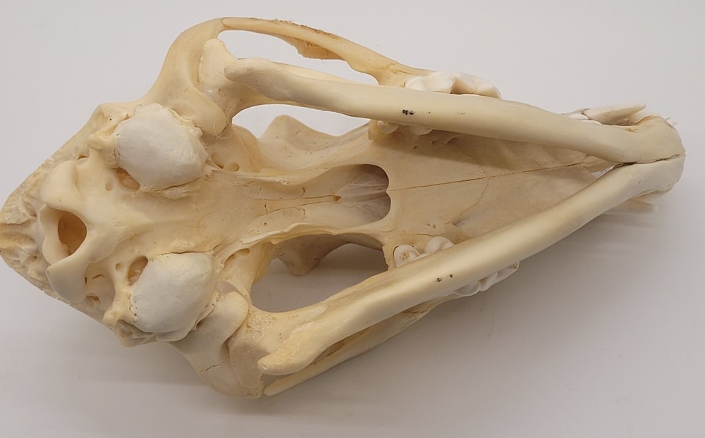 Authentic Coyote Skull, Excellent Condition - Ethically Sourced