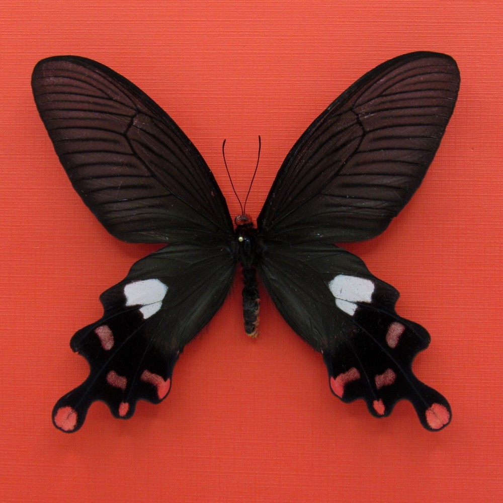 Real mounted Windmill butterfly - Byasa polyeuctes - A1