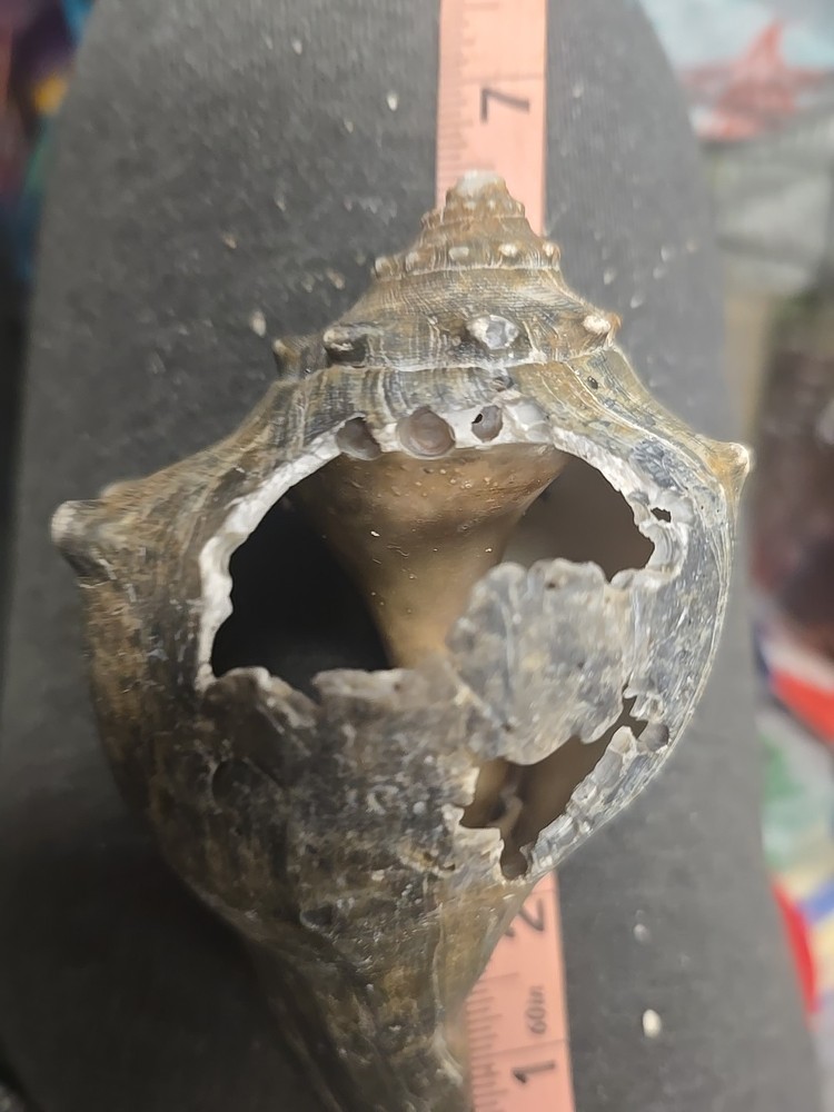 Natural Shell 6.5 Inches Long. Helmut Conch