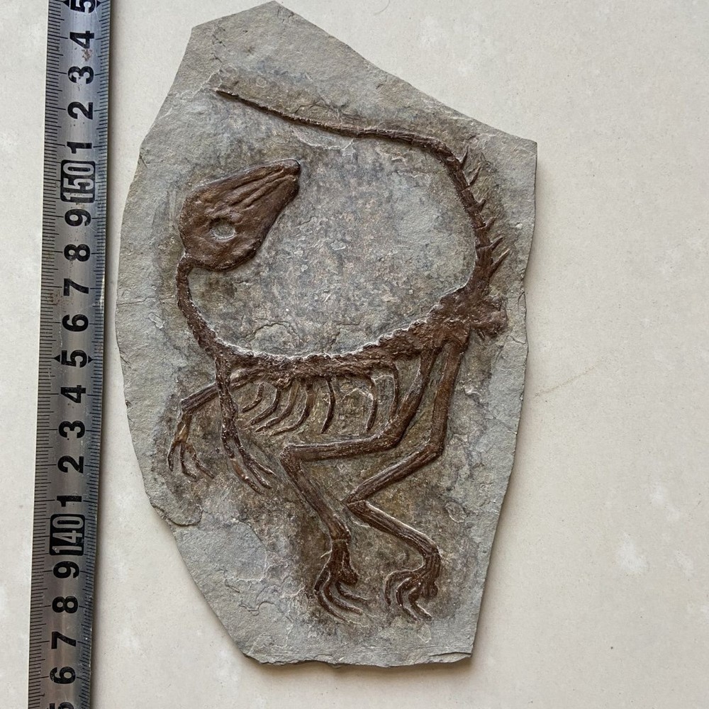 Unique Paleontological Dinosaur Fossil-