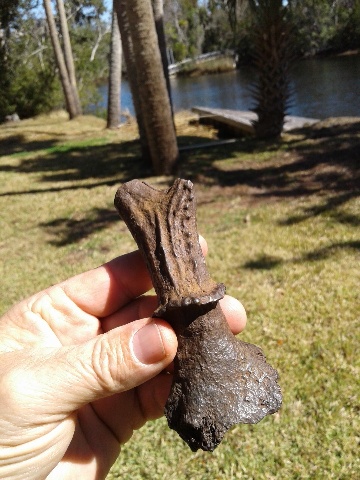 Spectacular High Quality Deer Antler Florida Ice Age Fossil Mammal
