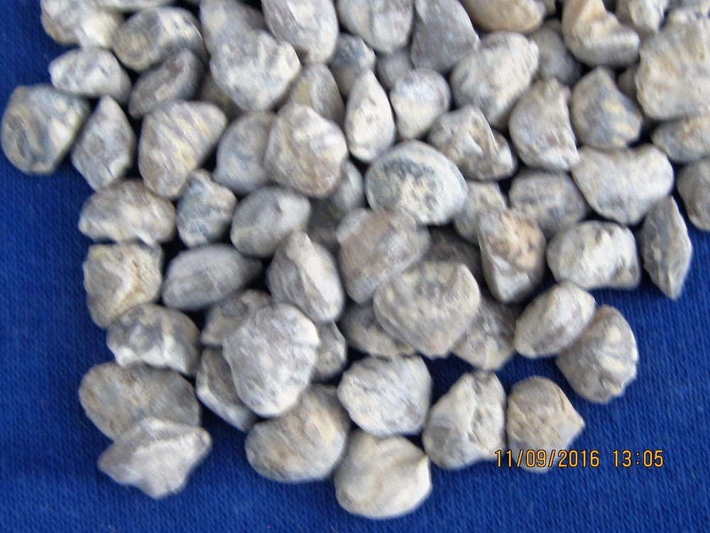 500 FOSSILS WHOLESALE
