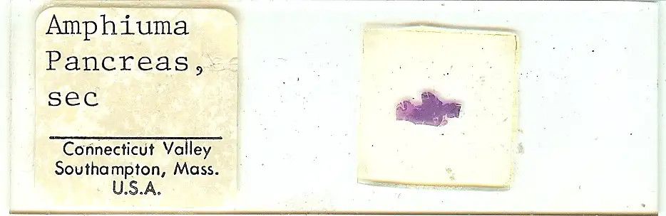 Conger Eel Amphiuma sp. Pancreas Microscope Slide