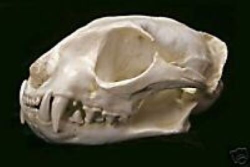 Fishing Cat  Skull  REPLICA.