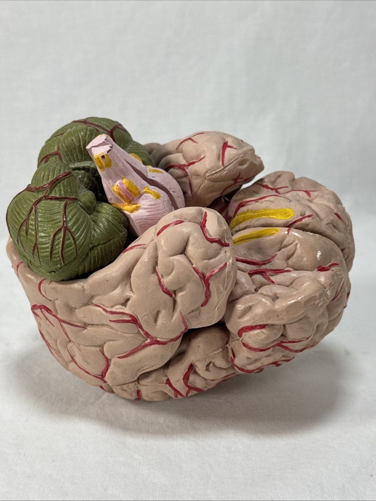 Anatomically Accurate 8 Part Human Brain Model Anatomy Science Teaching Medical